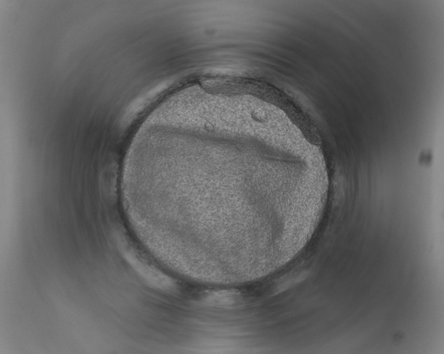 X0000110720446200907022050