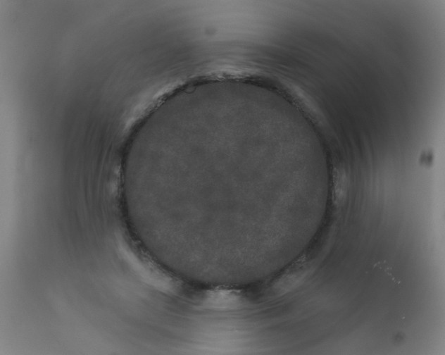 X0000110720451200907022050