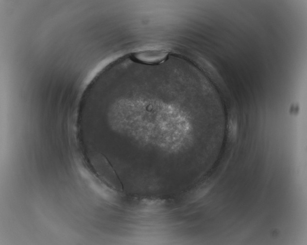 X0000110720484200907022050