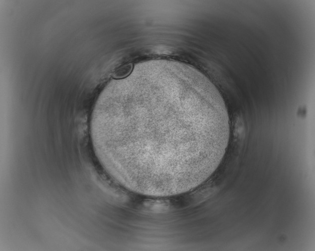 X0000110720559200907022049