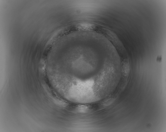 X0000110720701200907022046