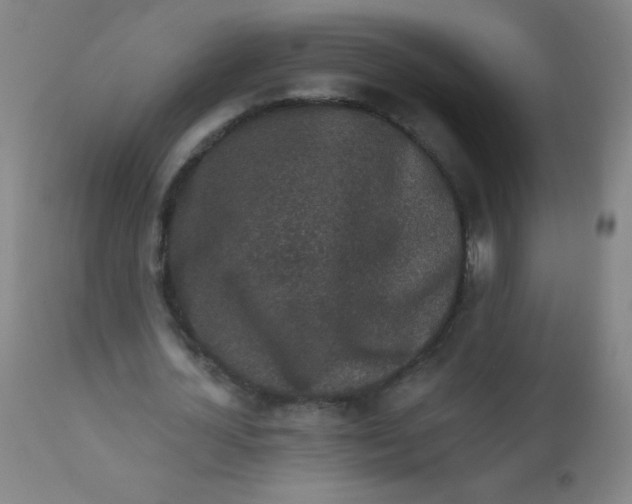 X0000110720724200907022045