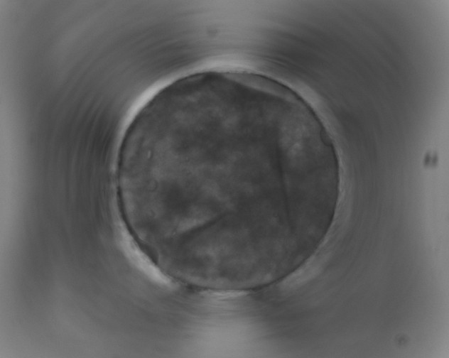 X0000110720864200907022044