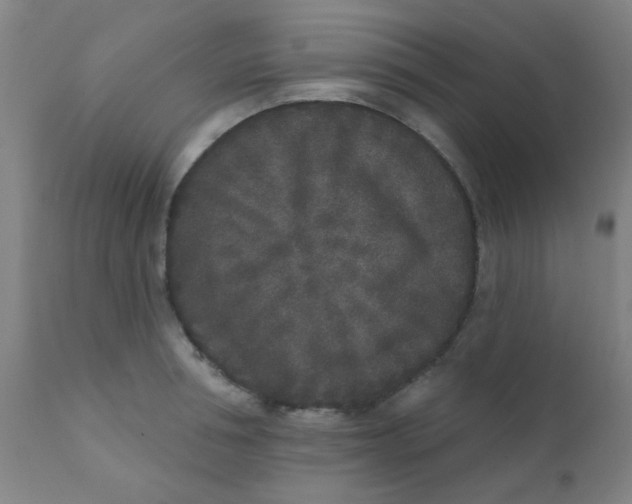 X0000110720994200907022042