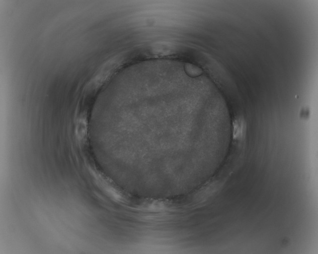 X0000110721011200907022041