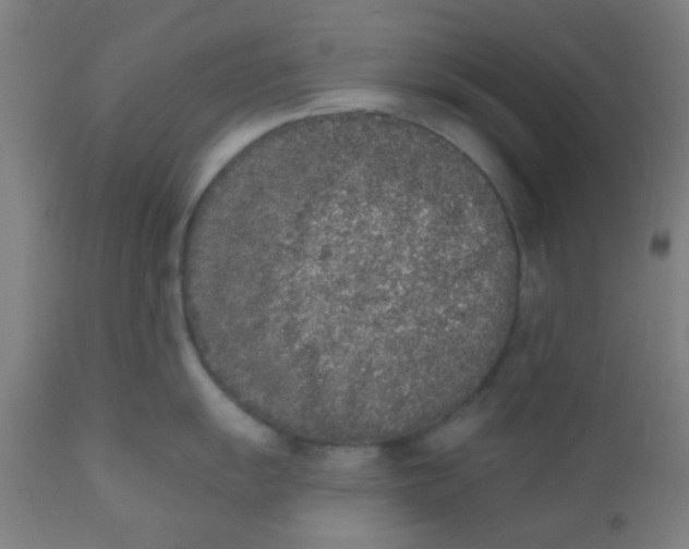 X0000110721055200907022041