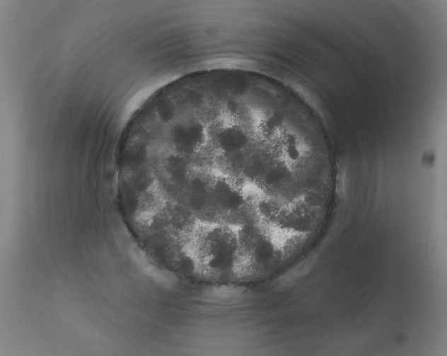 X0000110721117200907022040