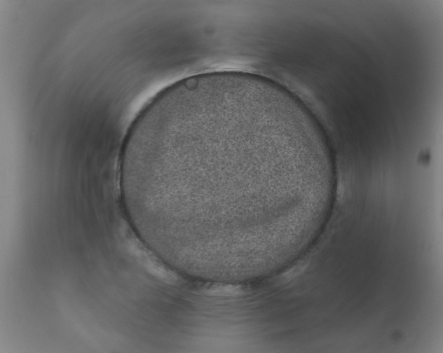 X0000110721174200907022039