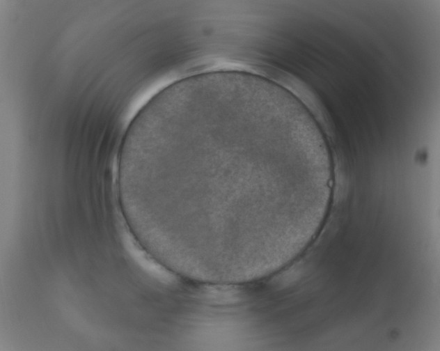 X0000110721198200907022039