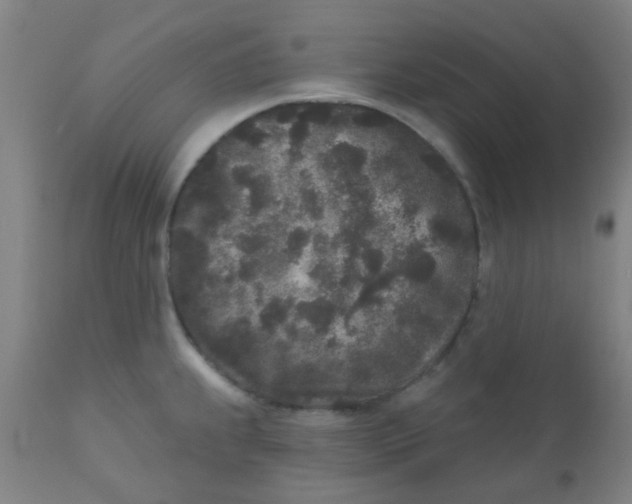 X0000110721239200907022038