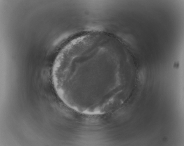 X0000110721254200907022038