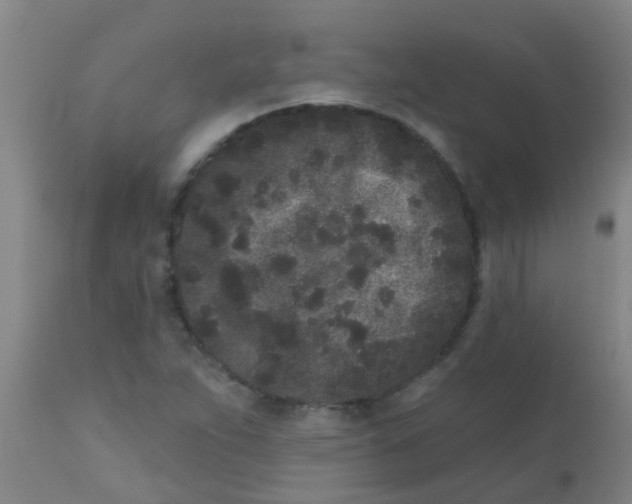 X0000110721263200907022038