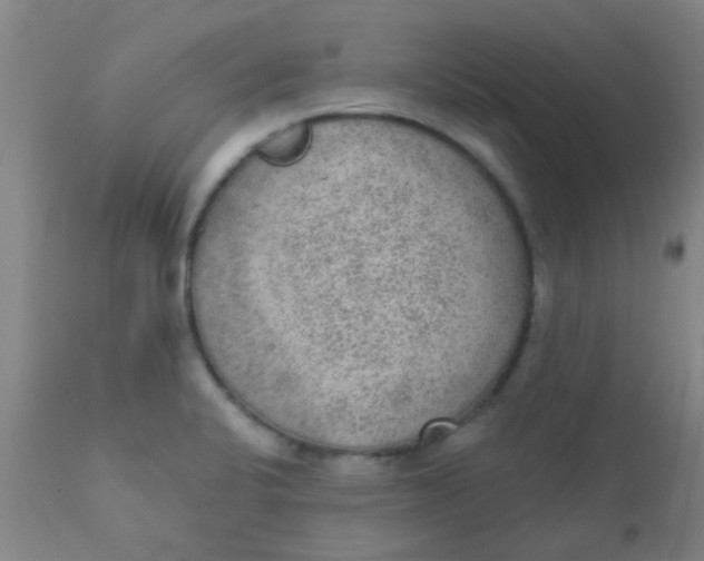 X0000110721424200907022036