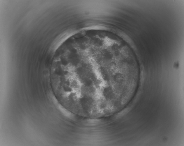 X0000110721425200907022036