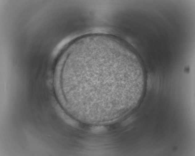 X0000110721454200907022035