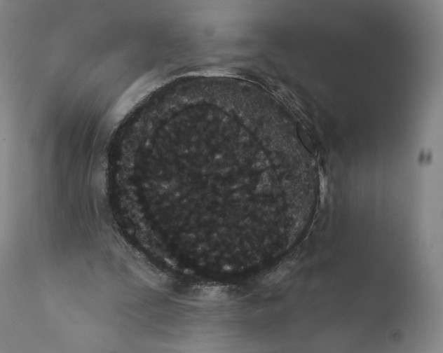 X0000110720295200907101410