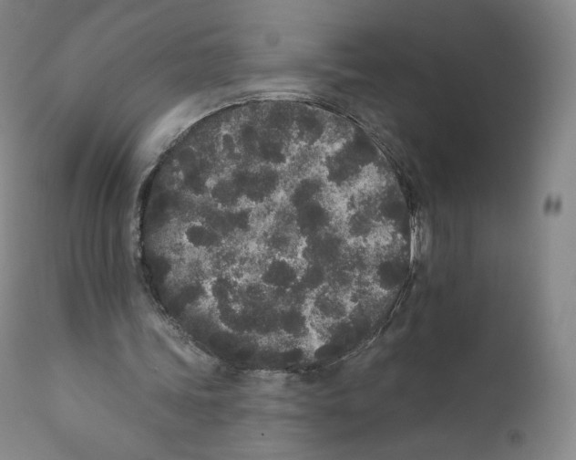 X0000110720339200907101409