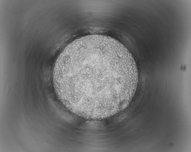 X0000110720367200907101409