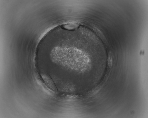 X0000110720484200907101407