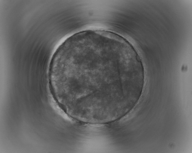 X0000110720864200907101402