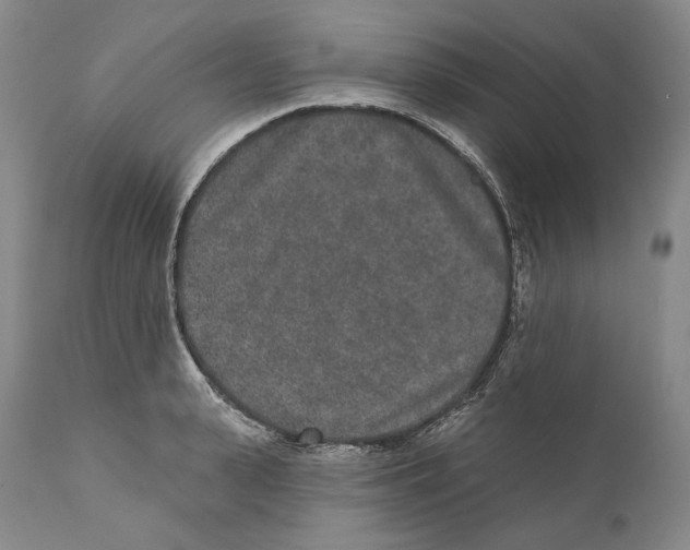 X0000110720943200907101401