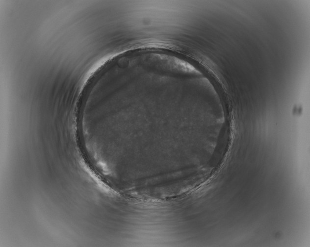 X0000110721024200907101359