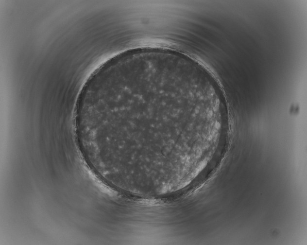 X0000110721037200907101359