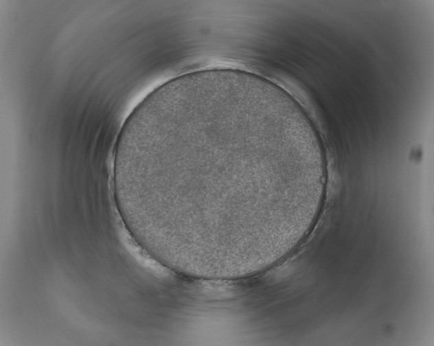 X0000110721198200907101356