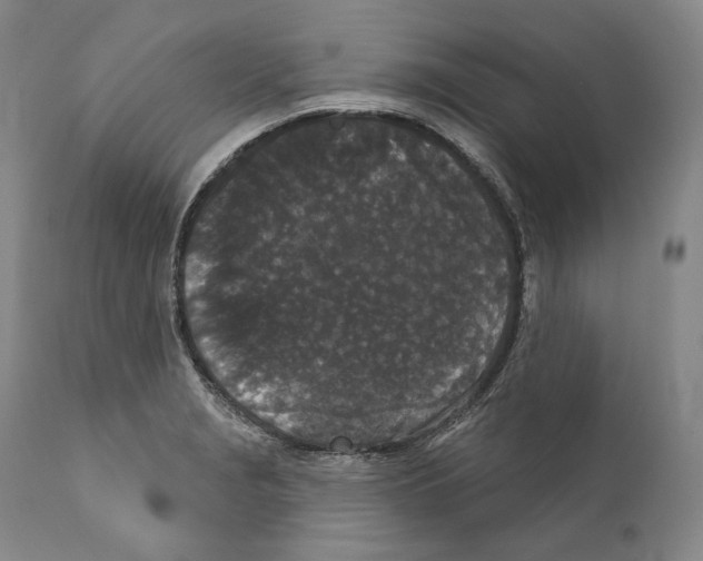 X0000110721229200907101356