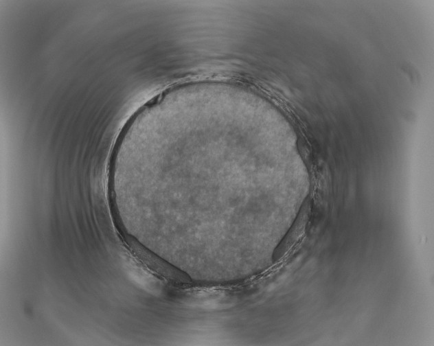 X0000110720100200907241215