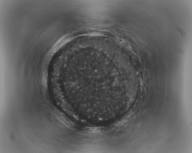 X0000110720295200907241212