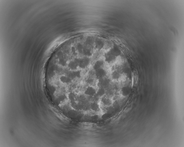 X0000110720339200907241211