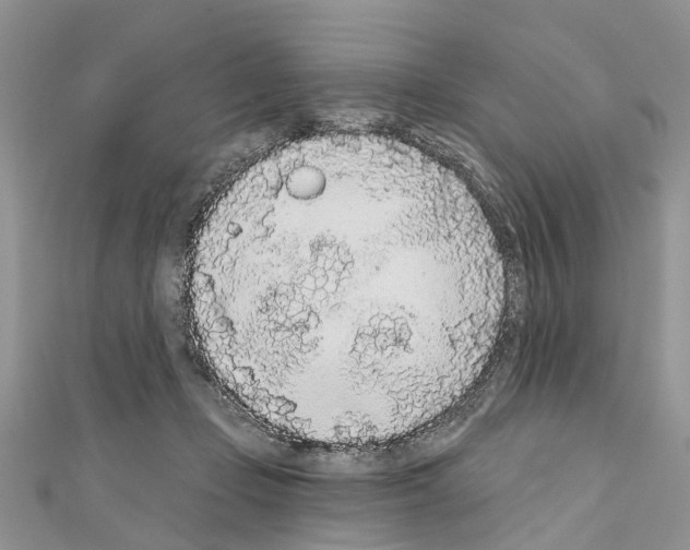 X0000110720365200907241211