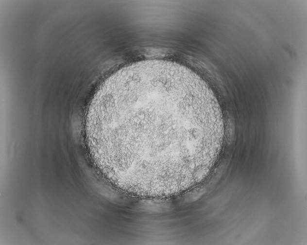 X0000110720367200907241211