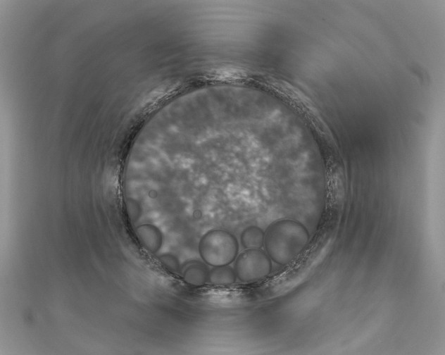 X0000110720415200907241211