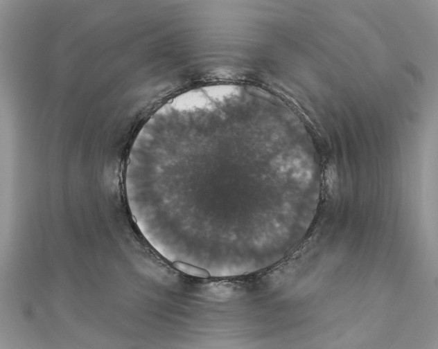 X0000110720423200907241211