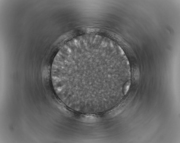 X0000110720475200907241210