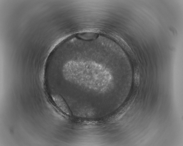 X0000110720484200907241210