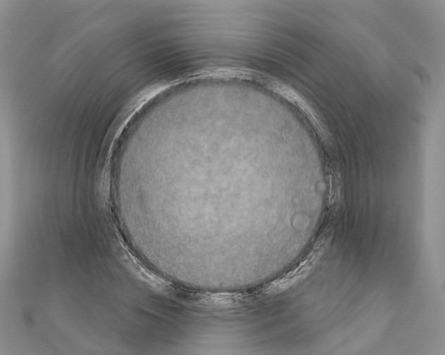 X0000110720828200907241205