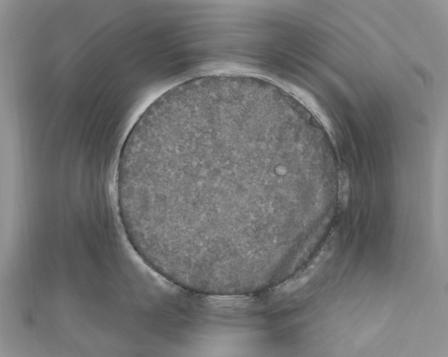 X0000110720863200907241205