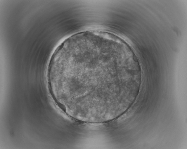 X0000110720864200907241206