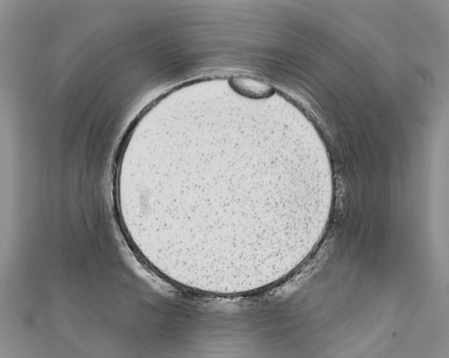 X0000110721038200907241202