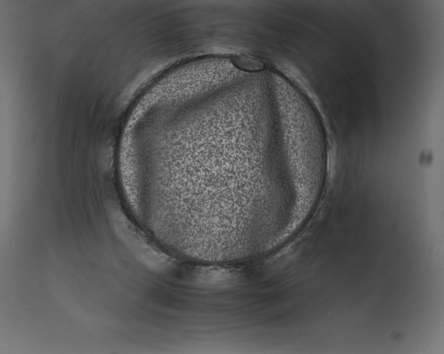 X0000110730249200906261525