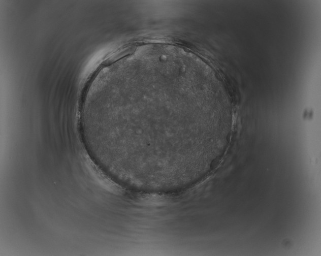 X0000110730293200906261525