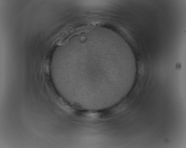 X0000110730313200906261525