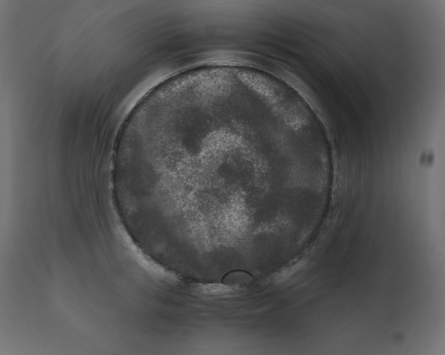 X0000110730853200906261517