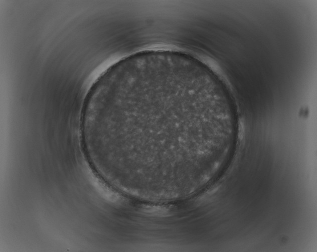 X0000110731229200906261511