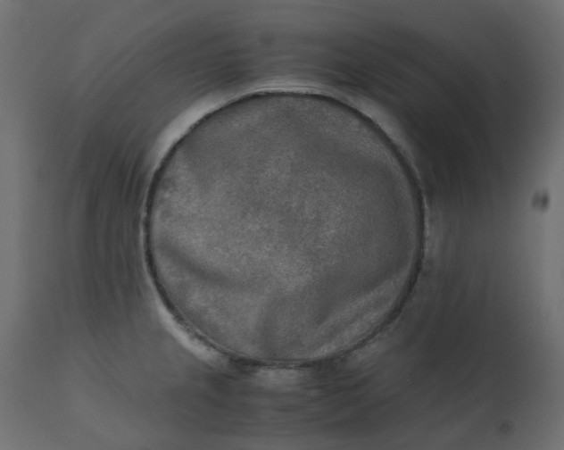 X0000110731237200906261511