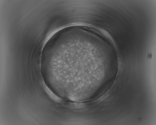 X0000110731244200906261511