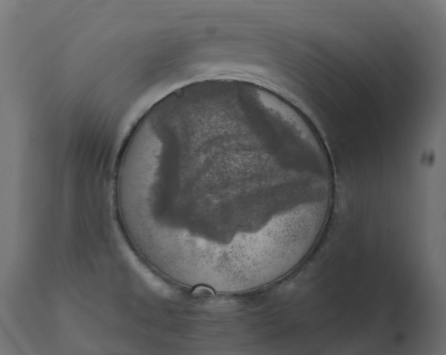 X0000110731525200906261507